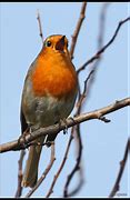 Image result for Robin Singing