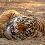 Image result for Bengal Tiger Panthera Tigris