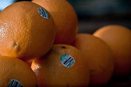 Image result for Sketches of Oranges