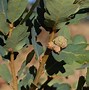 Image result for Oak Tree Acorn Nut