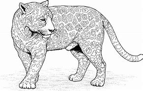 Image result for Jaguar Cub Coloring Pages