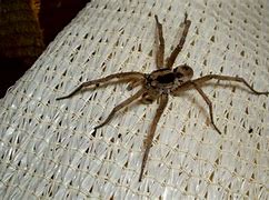 Image result for Top 10 Spiders