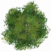 Image result for Red Tree Top View PNG