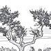 Image result for Fallen Tree Sketch