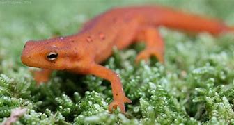 Image result for Small Red Newt