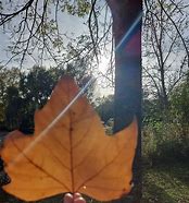 Image result for Free Fall Leaf Pictures