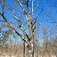 Image result for White Oak Tree Trunk