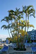 Image result for Areca or Golden Palm