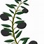 Image result for Olive Branch Clipart