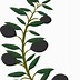 Image result for Olive Branch Clipart