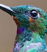 Image result for Beautiful Hummingbird Paintings