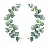 Image result for Eucalyptus Leaves Clip Art