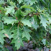 Image result for American Red Oak Tree