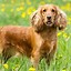 Image result for Cockapoo Spaniel