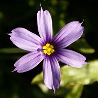 Image result for Blue Eyed Grass White Petals