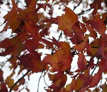 Image result for New Hampshire Fall Leaves