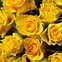 Image result for Yellow Rose Varieties