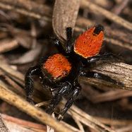 Image result for Apache Jumping Spider