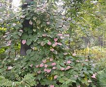 Image result for Shade Flowering Vines