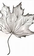 Image result for Leaf Pencil Drawing