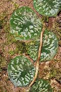 Image result for Tropical Climbing S Green Plants