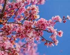 Image result for Cherry Blossoms with Cherries