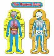 Image result for Missouri Workers-Compensation Body Chart