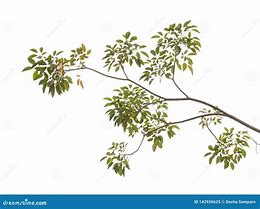 Image result for Tree Branch On White Background