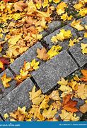 Image result for Autumn Leaves of Stone Oak