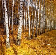 Image result for Yellow Birch Tree