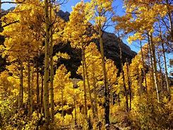 Image result for Aspen Trees Oregon Wallpaper