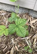 Image result for 3-Ranked Leaves