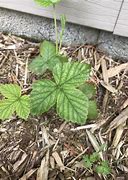 Image result for 3-Ranked Leaves