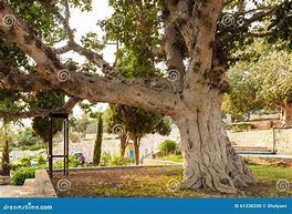 Image result for Old Sycamore Tree