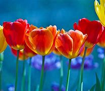 Image result for Bright Colored Flowers