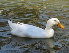 Image result for Duck Feet Drawing