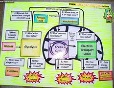 Image result for Photosynthesis and Cellular Respiration One-Pager