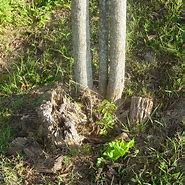 Image result for Beautiful Tree Trunks