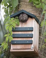 Image result for Eastern Screech Owl Box Plans