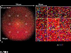 Image result for Sample Sheet Illumina Array