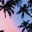 Image result for 4K Vector Art Palm Trees Wallpaper 4K