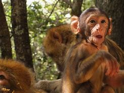 Image result for Animals Making Funny Faces