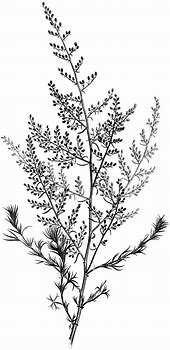 Image result for Black and White Botanical Images