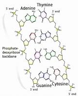 Image result for DNA Chemical Sgtructure