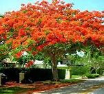 Image result for Skini Trees in Florida