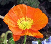 Image result for Iceland Poppies Flower Box