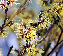 Image result for Witch Hazel Winter