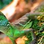 Image result for Dragon Chino