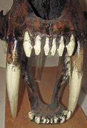 Image result for White Smilodon