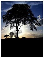 Image result for Tree Silhouette Logo